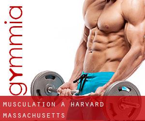 Musculation à Harvard (Massachusetts)